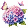 Blue hydrangea and butterfly on white background. Watercolor Royalty Free Stock Photo